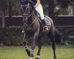 jumper Black Pearl LM (Oldenburg show jumper, 2012, from Amman)