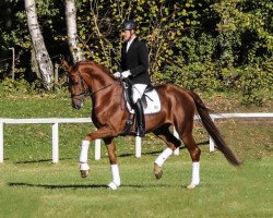 dressage horse Fuerst Enno (Oldenburg, 2013, from Fürst Romancier)