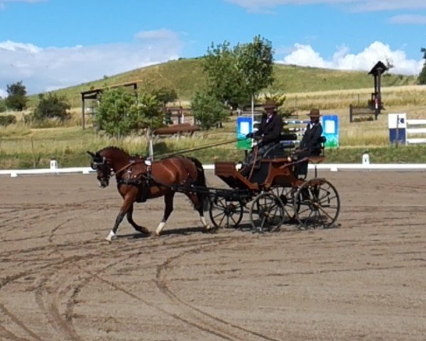 dressage horse Sara (German Riding Pony, 2011, from Darino)