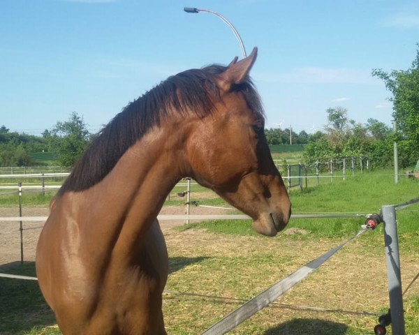 broodmare Batida (Oldenburg, 2016, from Borsalino)