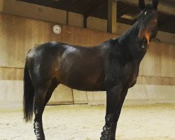 dressage horse Santos 443 (Pinto / Hunter, 1997, from Samenco I B)