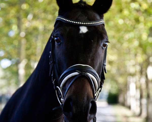 dressage horse Daryl Dixon (Hanoverian, 2013, from Diamond Hit)