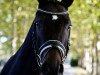 dressage horse Daryl Dixon (Hanoverian, 2013, from Diamond Hit)