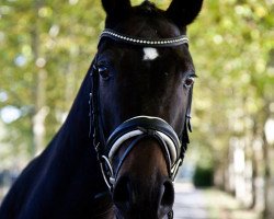 dressage horse Daryl Dixon (Hanoverian, 2013, from Diamond Hit)