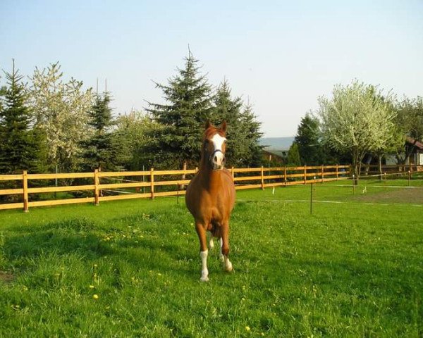 horse Yellow Winner (German Riding Pony, 1997, from Walou)