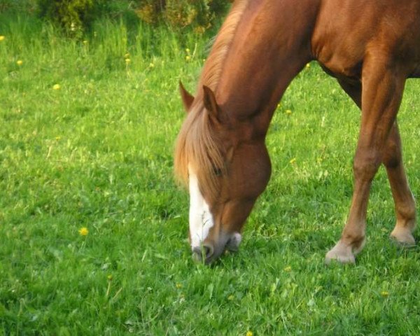 horse Fantasy Patty Gee (Paint Horse, 1998, from Forest Fantasy)