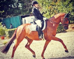 dressage horse Romero Guardini (Oldenburg, 2011, from Glock's Romanov)