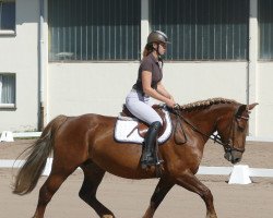 Pferd Gama (Welsh-Cob (Sek. D), 2014)