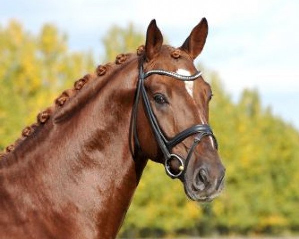 stallion Best of Gold (Oldenburg, 2009, from Belissimo NRW)