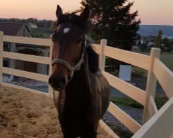 Pferd Haribo (Deutsches Reitpony, 2016, von Hennes II)