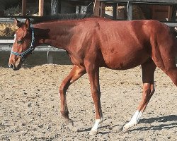 jumper Legenda (Dutch Harness Horse/Tuigpaard, 2018, from Legolas)