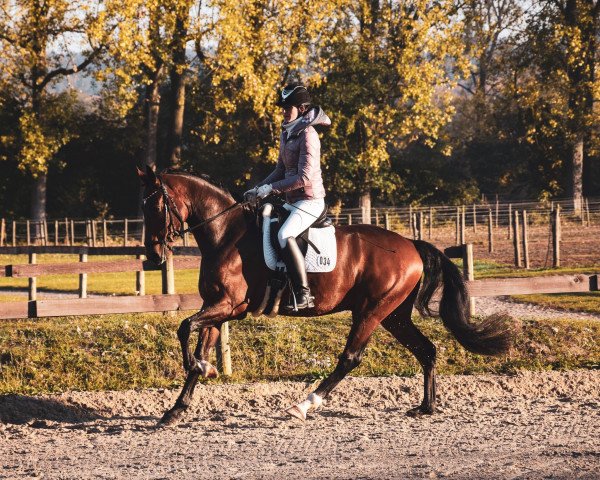 Dressurpferd Feu du Coeur (Deutsches Sportpferd, 2014, von Feu D'Or 2)