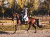 dressage horse Feu du Coeur (German Sport Horse, 2014, from Feu D'Or 2)