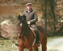 Pferd Warkas (Zweibrücker, 1982, von Wörnitz DH 345)