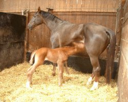 Pferd Darling (Westfale, 2004, von Dinaro)