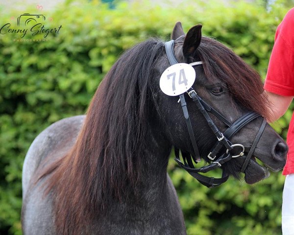 Zuchtstute Gwen uit den Berg (Shetland Pony, 2013, von Valentino van de Veldhoeve)
