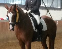 dressage horse Feine Piccolina H (Westphalian, 2012, from Fürst Piccolo)