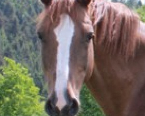 broodmare Caprice S (Rhinelander, 1996, from Champus)