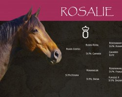 broodmare Rosalie (Oldenburg, 2006, from Rubin Cortes OLD)