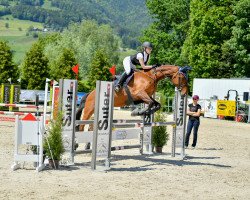 jumper Cassandra XXIII (German Warmblood, 2007)