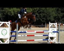 jumper Casanova (Trakehner, 2004, from Amatcho)