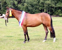 Zuchtstute Piana (New-Forest-Pony, 2010, von Poppings Marribo)