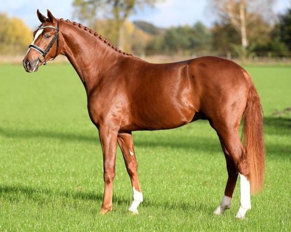stallion Blue Hors Londoner (Hanoverian, 2015, from Londontime)