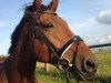 dressage horse Linus (Trakehner, 2008, from Kaiserkult TSF)