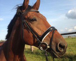 Dressurpferd Linus (Trakehner, 2008, von Kaiserkult TSF)