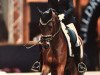 dressage horse Waddenhoek's Merlin (Nederlands Welsh Ridepony, 2009, from Heitrak's Marvin)