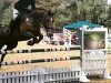 jumper Contigo 40 (German Sport Horse, 2008, from Contendro I)