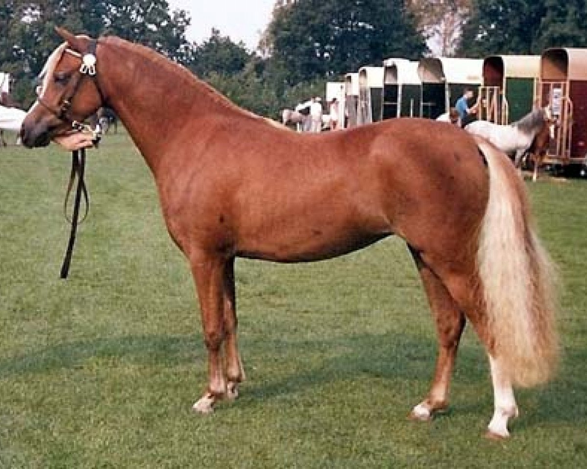 broodmare Woldberg's Susan (Welsh-Pony (Section B), 1987, from Hondsrug Raspoetin)