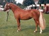 broodmare Woldberg's Susan (Welsh-Pony (Section B), 1987, from Hondsrug Raspoetin)