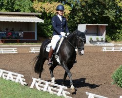 horse Paso Doble (German Riding Pony, 2004, from Pancho)