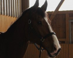 jumper Kingston van Deyck (KWPN (Royal Dutch Sporthorse), 2010, from Ad Unaniem)