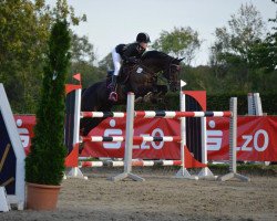 jumper Lord Fenner S (Zweibrücken, 2007, from Lord Nobel S)