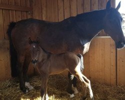 jumper Sankt Goar R (Hanoverian, 2018, from Stalypso)