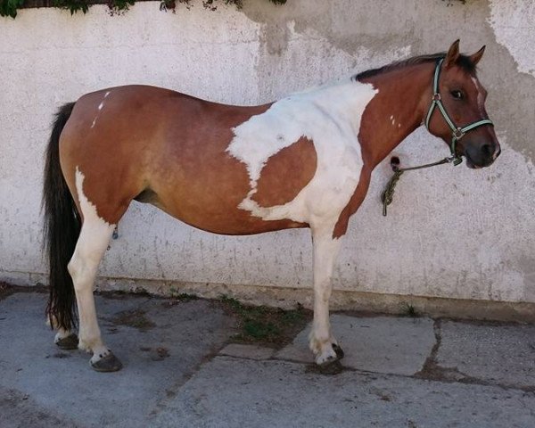 broodmare Kassiopeia (Lewitzer, 2004, from Kaiowa)