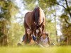 jumper Cody K (Zangersheide riding horse, 2007, from Converter I)