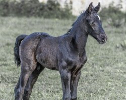 jumper Kaethano (Hanoverian, 2019, from Karajan)