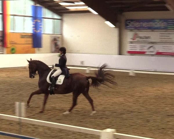 Reitturnier Borken 2017