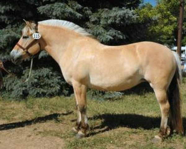 broodmare Melina (Fjord Horse, 2001, from Mosby BPH)
