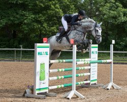 jumper Claud 3 (German Sport Horse, 2013, from Colestus)