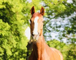 jumper Amazing Amy 7 (Hanoverian, 2011, from Almoretto)