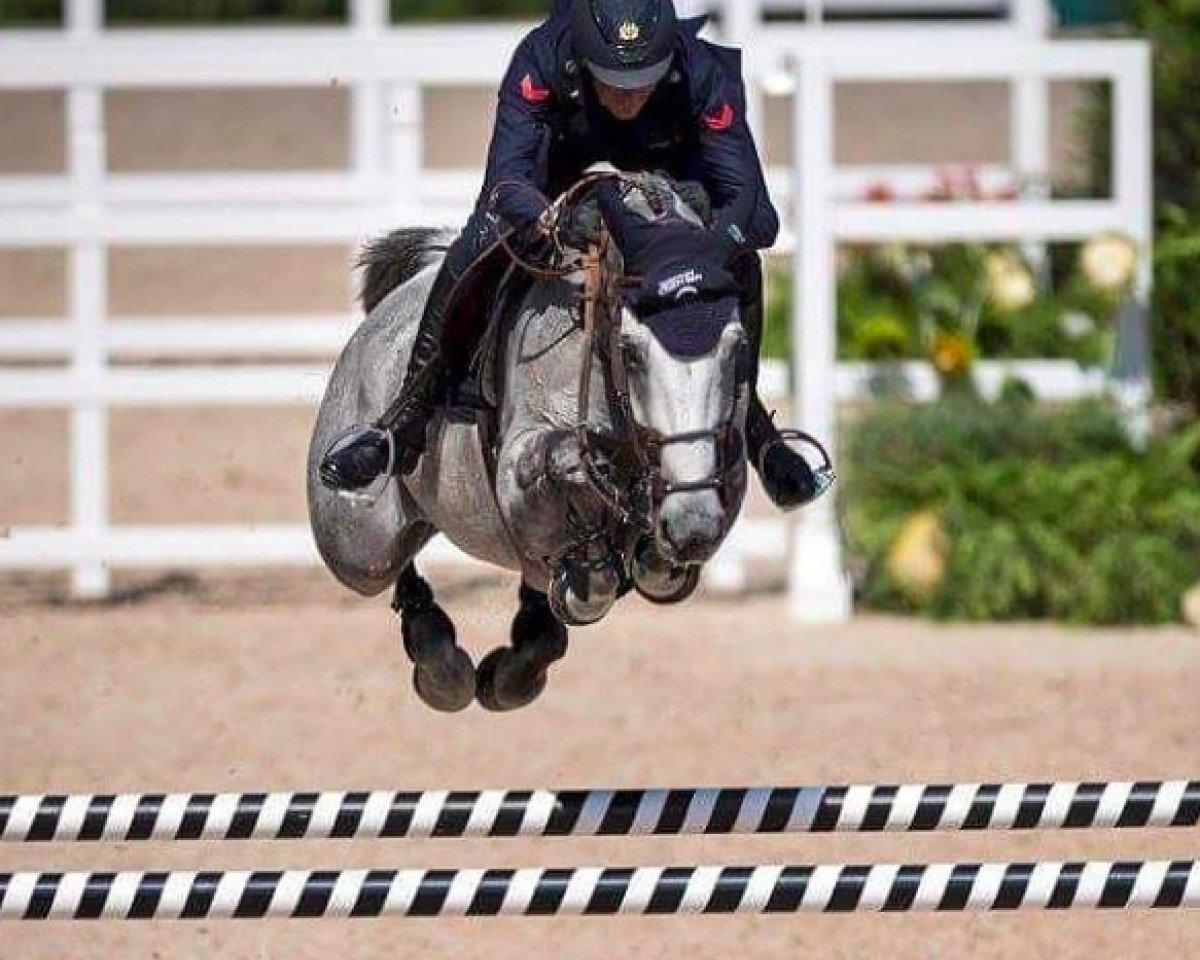 Zuchtstute Irenice Horta (Belgisches Warmblut, 2008, von Vigo d'Arsouilles)