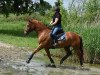 dressage horse Quite Late (Rhinelander, 2013, from Quotenkönig 2)