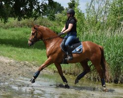 dressage horse Quite Late (Rhinelander, 2013, from Quotenkönig 2)