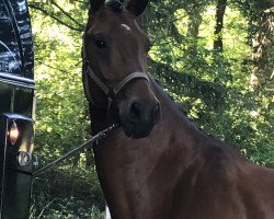 dressage horse Di Olando (Oldenburg, 2013, from Dioptas)