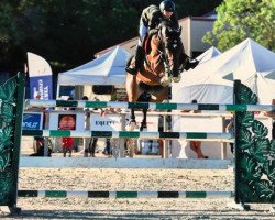 jumper Qopilot Batilly Z (Zangersheide riding horse, 2010, from Qlassic Bois Margot)