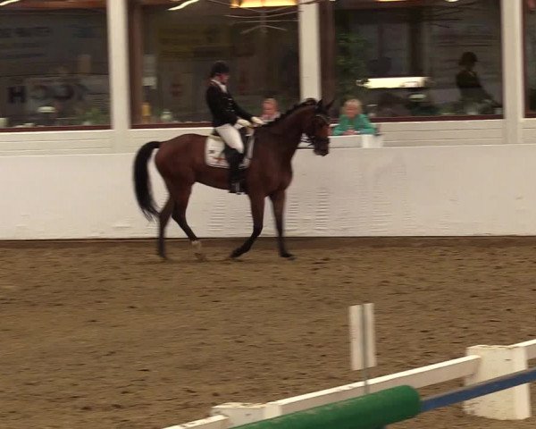 Reitturnier Borken 2017